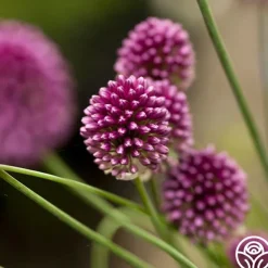 Drumstick Allium