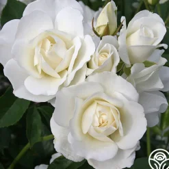 Easy-To-Grow Collection