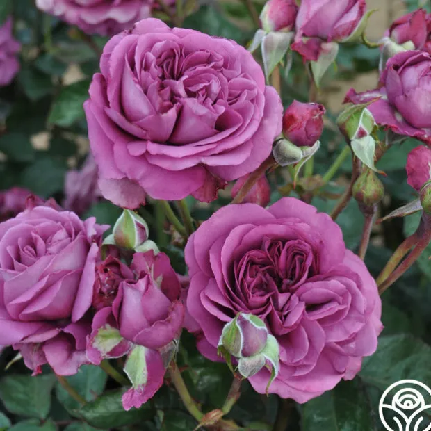 Effortless Collection