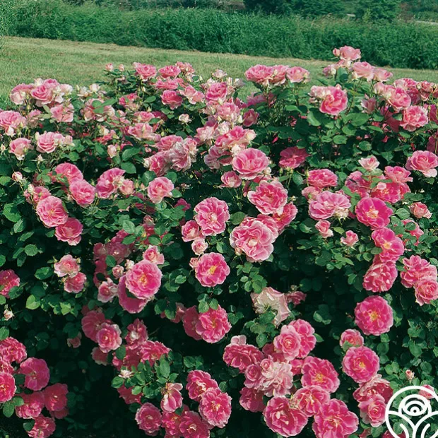 Effortless Collection