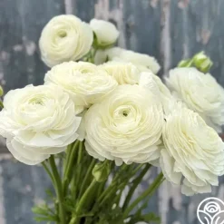 Elegance Bianco 200b