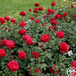 Eleganza® Grande Amore