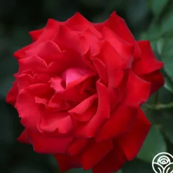 Eleganza® Grande Amore