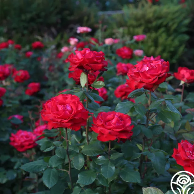 Eleganza® Grande Amore