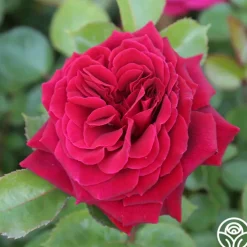 Eleganza® Gypsy Soul