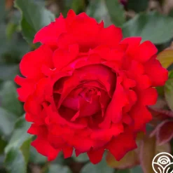 Eleganza® Heart Song™