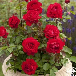 Eleganza® Heart Song™