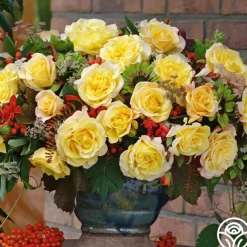 Eleganza® Sunny Sky