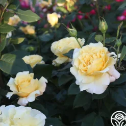 Eleganza® Sunny Sky