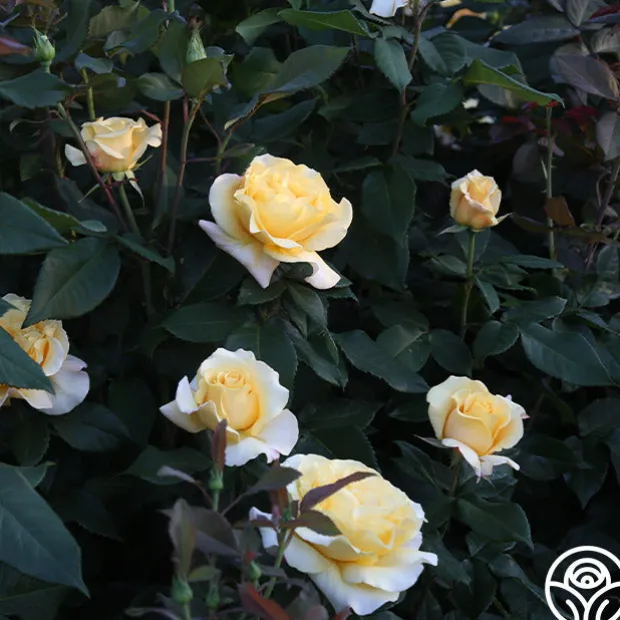 Eleganza® Sunny Sky