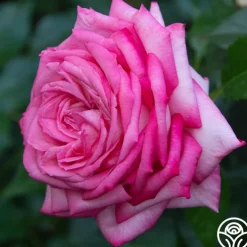 Eleganza® Wedding Bells™