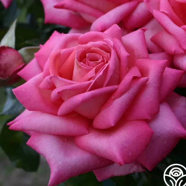 Eleganza® Wedding Bells™