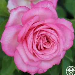 Eleganza® Wedding Bells™