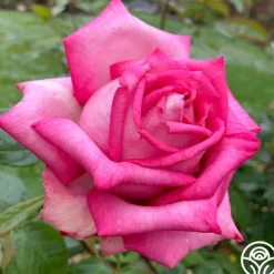 Eleganza® Wedding Bells™