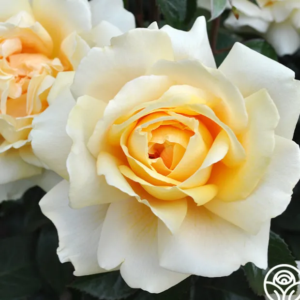 Eleganza® Winter Sun