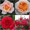 English Roses Collection