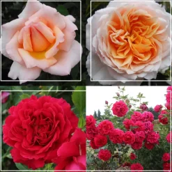 English Roses Collection