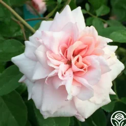 Everblooming Cl Cécile Brünner™