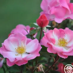 Fashion Statement™