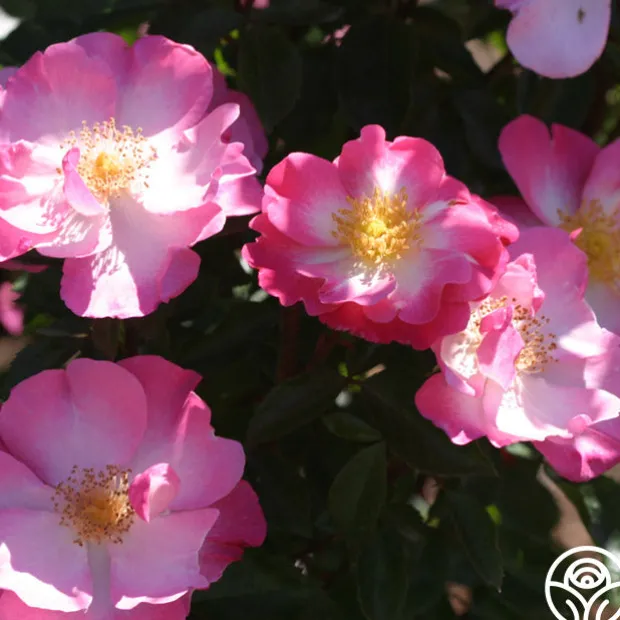 Fashion Statement™