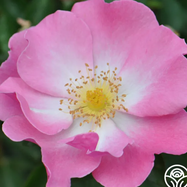 Fashion Statement™