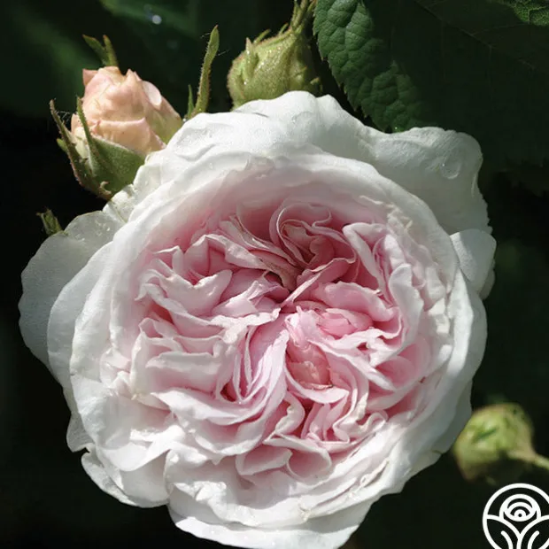 Félicité Parmentier