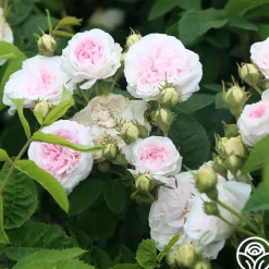 Félicité Parmentier