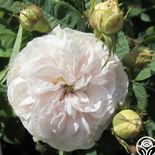 Félicité Parmentier