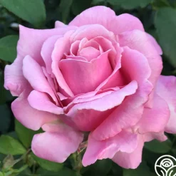 Fragrant Favorites Collection II