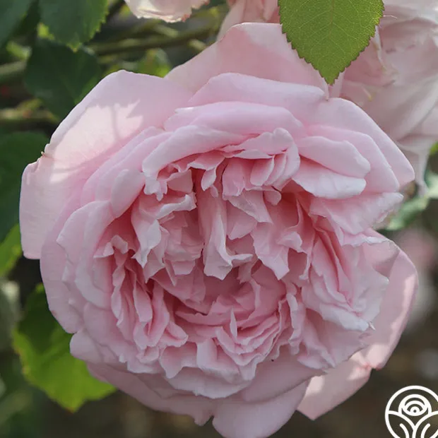 Fragrant Masterpiece™