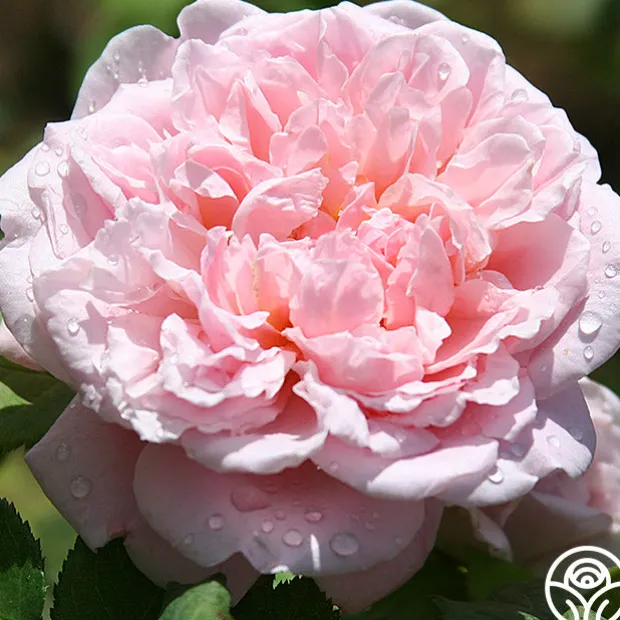 Fragrant Masterpiece™