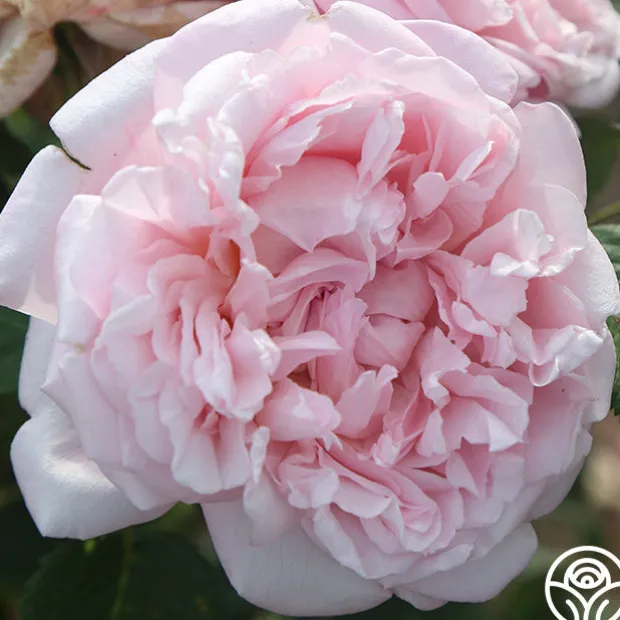 Fragrant Masterpiece™