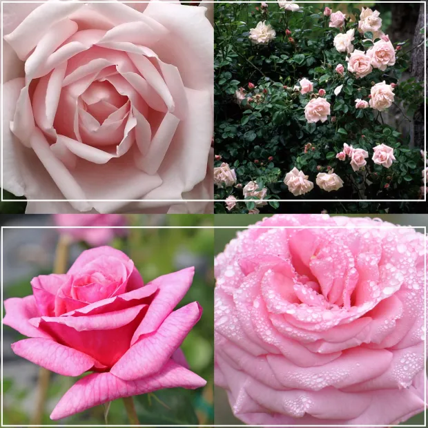 Fragrant Pink Climber Collection II