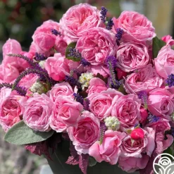 Fragrant Pink Climber Collection