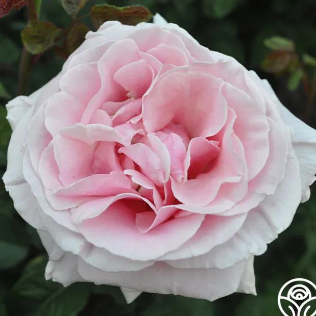 Frédéric Mistral®