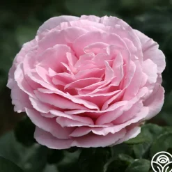 Frédéric Mistral®