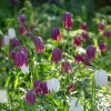 Fritillaria Meleagris Mix