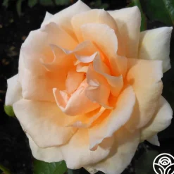 Gentle Persuasion™