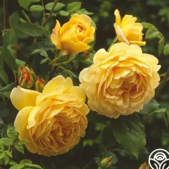 Golden Celebration®