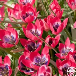 Humilis Little Beauty