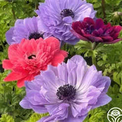 Italian Anemone Pastel Mix