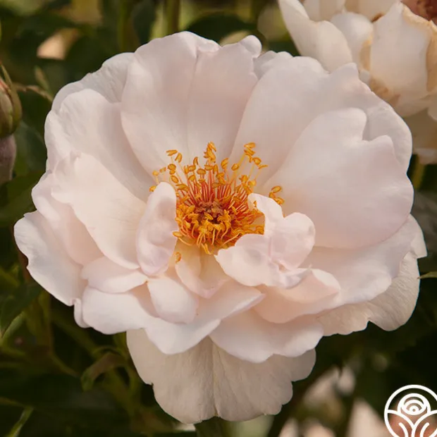 Jacqueline du Pré™