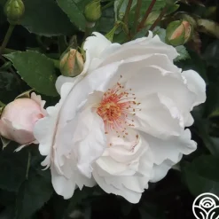 Jacqueline du Pré™