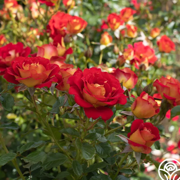 Ketchup & Mustard™