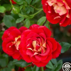 Ketchup & Mustard™