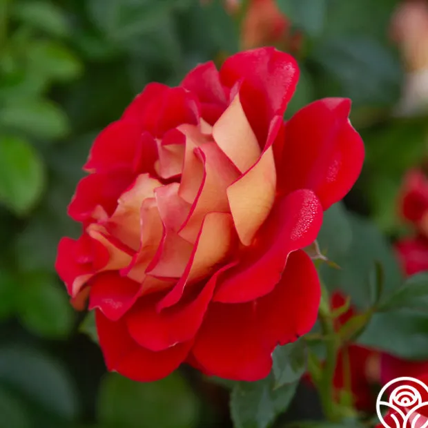 Ketchup & Mustard™