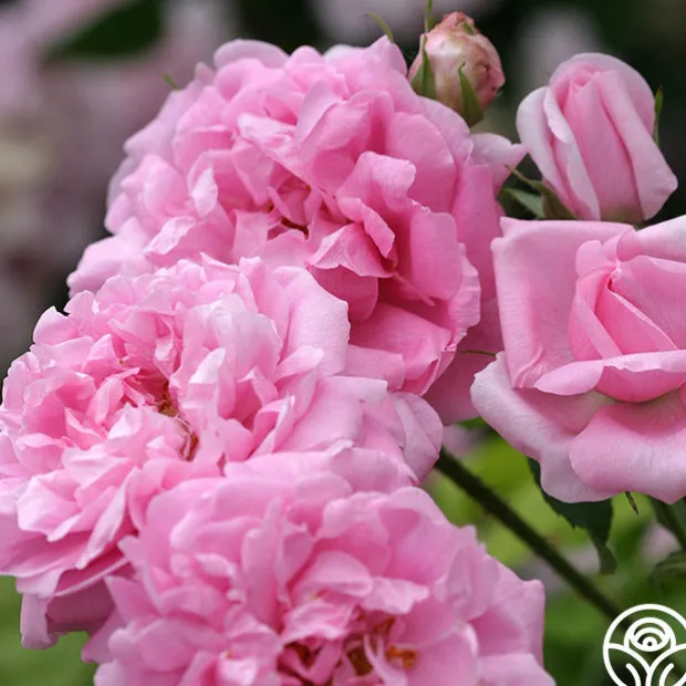 La Ville de Bruxelles