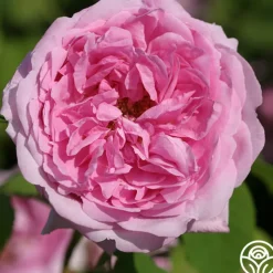 La Ville de Bruxelles