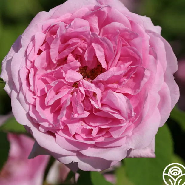 La Ville de Bruxelles