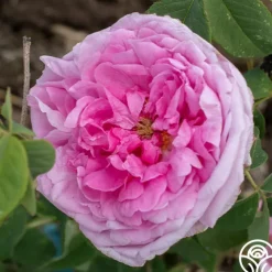 La Ville de Bruxelles